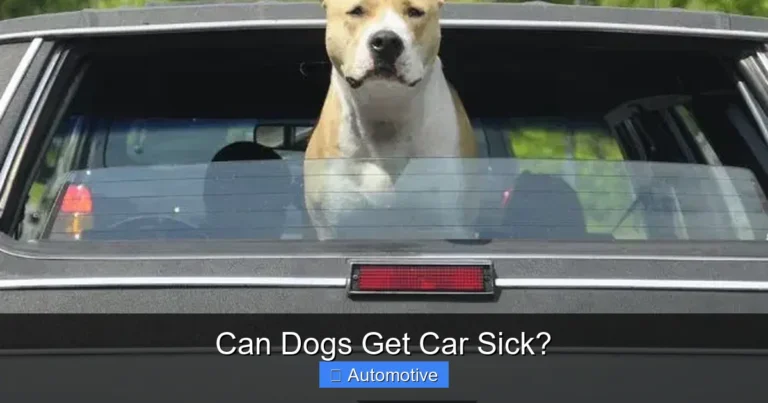 Can Dogs Get Car Sick?