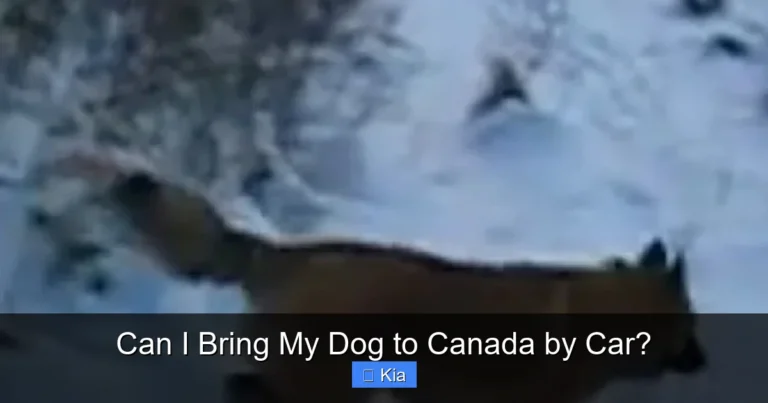 Can I Bring My Dog to Canada by Car?