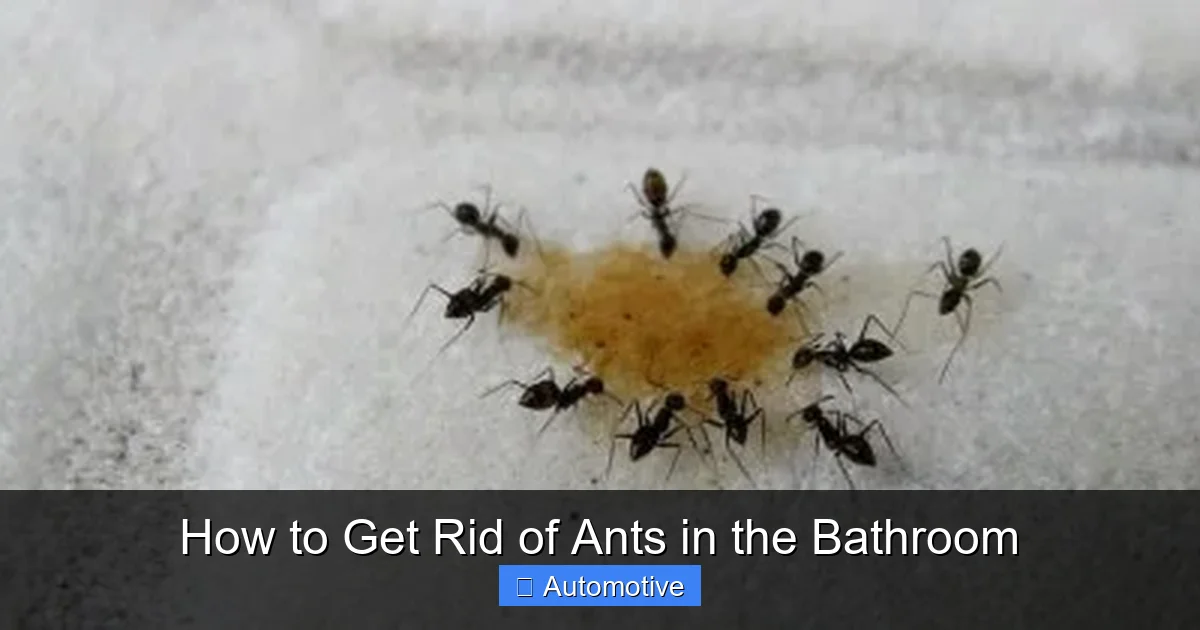 How to Get Rid of Ants in the Bathroom