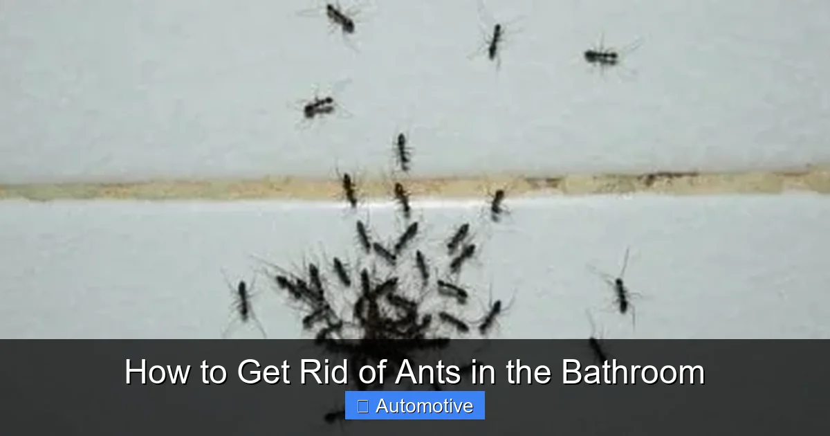 How to Get Rid of Ants in the Bathroom
