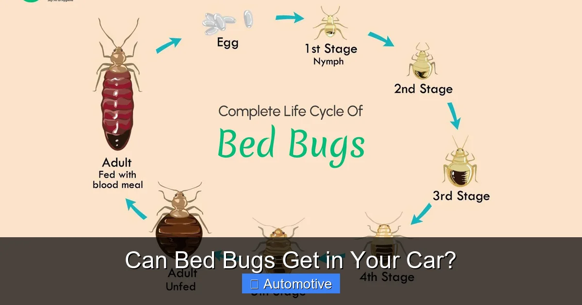 Can Bed Bugs Get in Your Car?