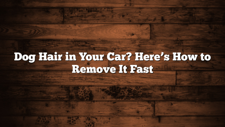 Dog Hair in Your Car? Here’s How to Remove It Fast